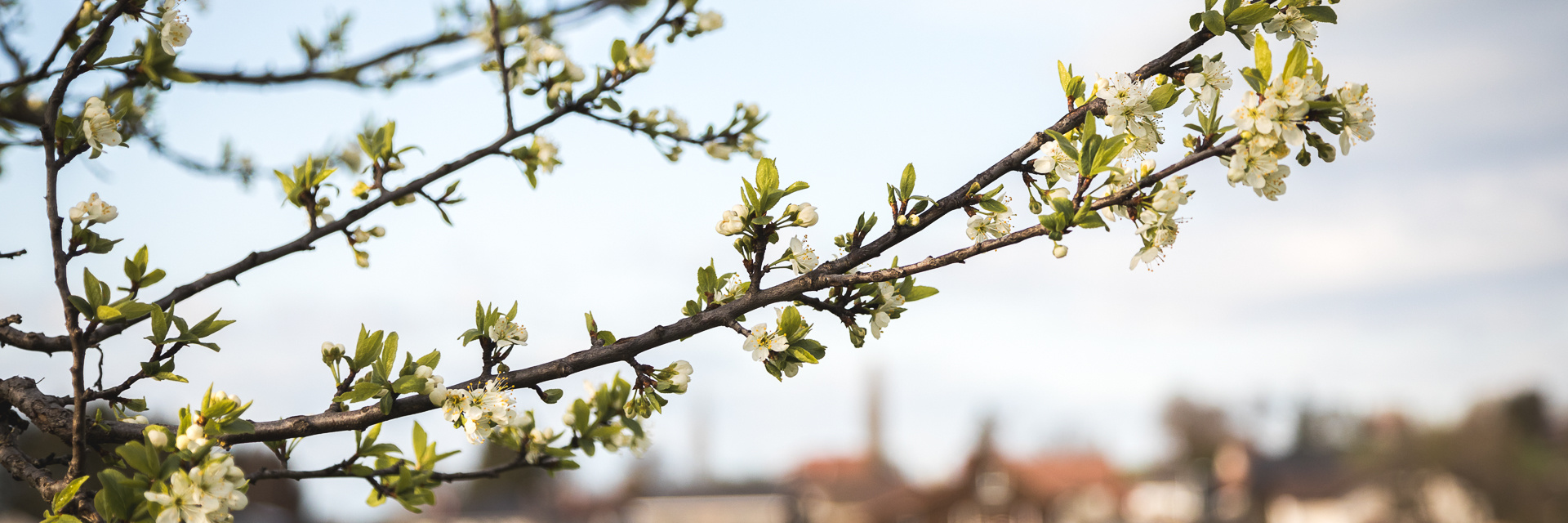 branche fleurie