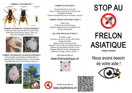 Dépliant frelon asiatique Informations